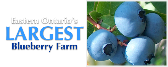 Hugli's Blueberry Ranch is Eastern Ontario's largest blueberry farm