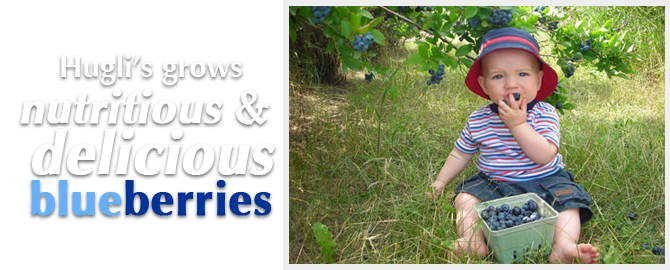 Hugli's grows nutritious and delicious blueberries