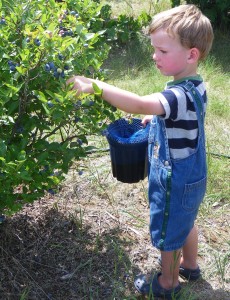 Blueberry Farms in Ontario