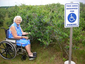 Blueberry picking is accesible for all.