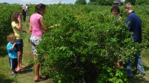 Blueberry picking is fun for the whole family.