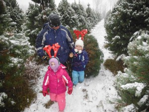 Cut your own Christmas tree in Pemrbroke