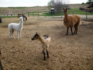 Petting zoo in Pembroke