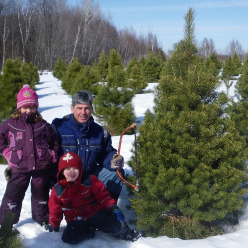 Cut your own Christmas trees in Pembroke