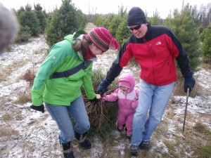 Cut your own Christmas Tree