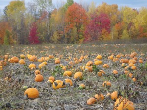 Pick your own pumpkin in Pembroke